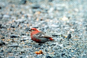 Grosbeak, Pine, Valdez, AK, 1999-06, B07P69I02